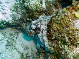 Caribbean Octopus IMG 7814